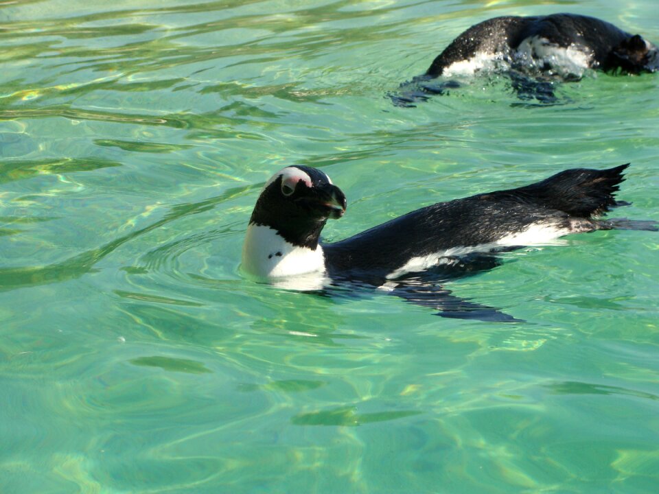 Penguin zoo marine mammal