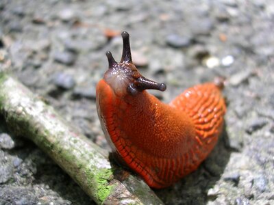 Animals animal nature