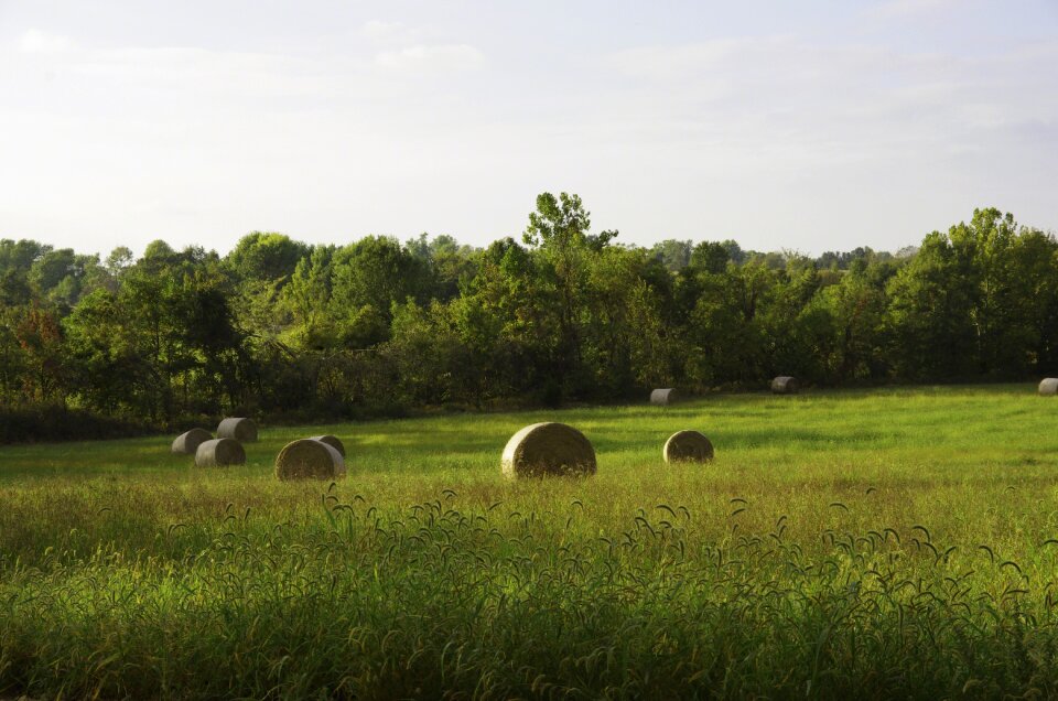 Field landscape outdoors
