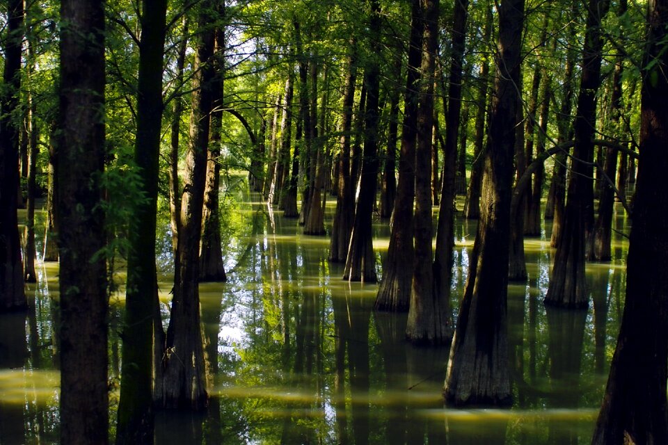 Water woods china guangdong zhaoqing scenery