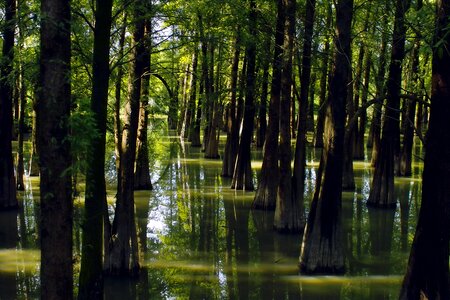 Water woods china guangdong zhaoqing scenery