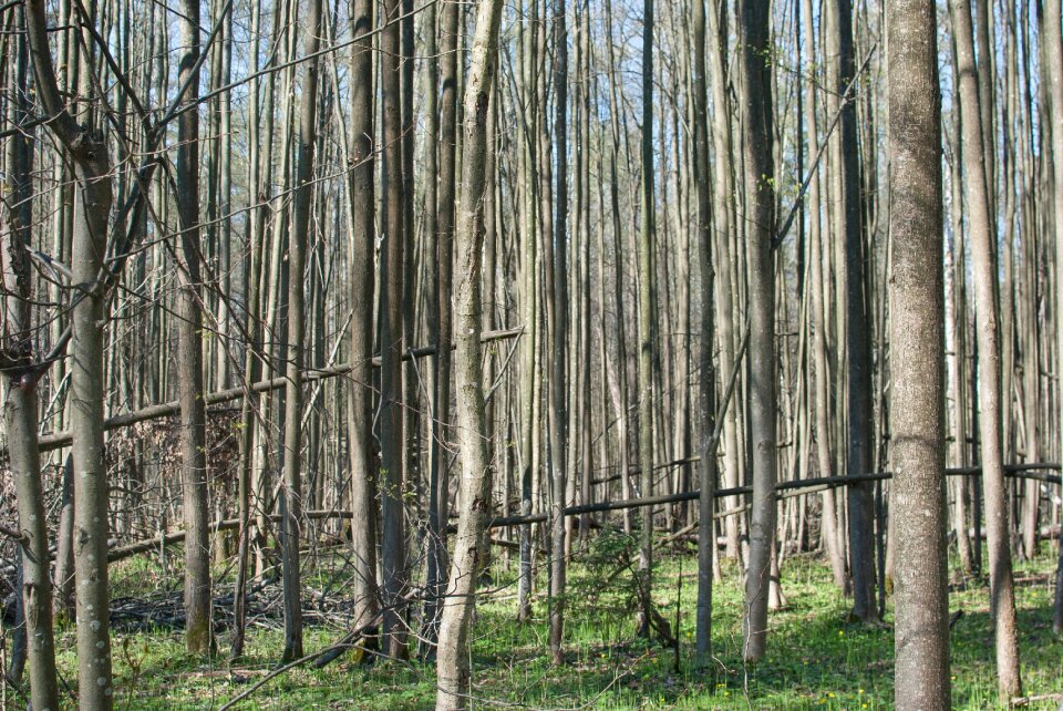 Russia tree trunks thicket