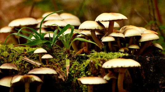 Forest nature season