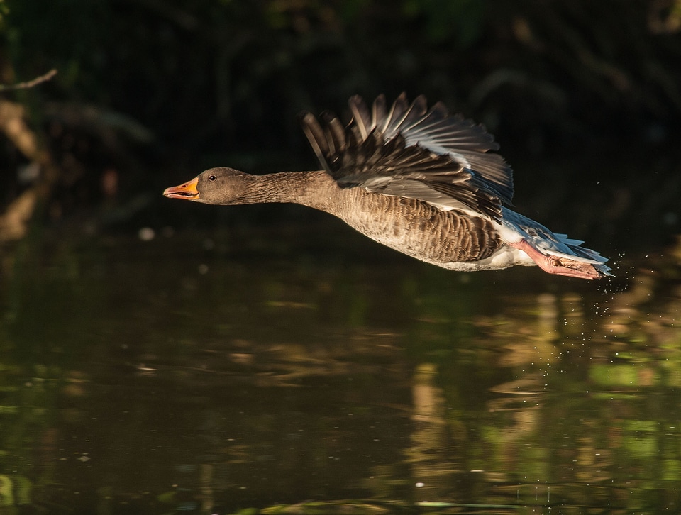 Water swim bird