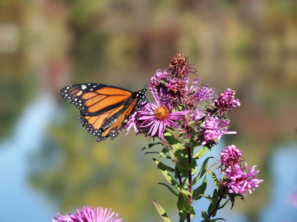 Migration monarch butterfly insect