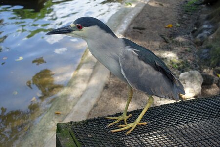 Night heron florida heron