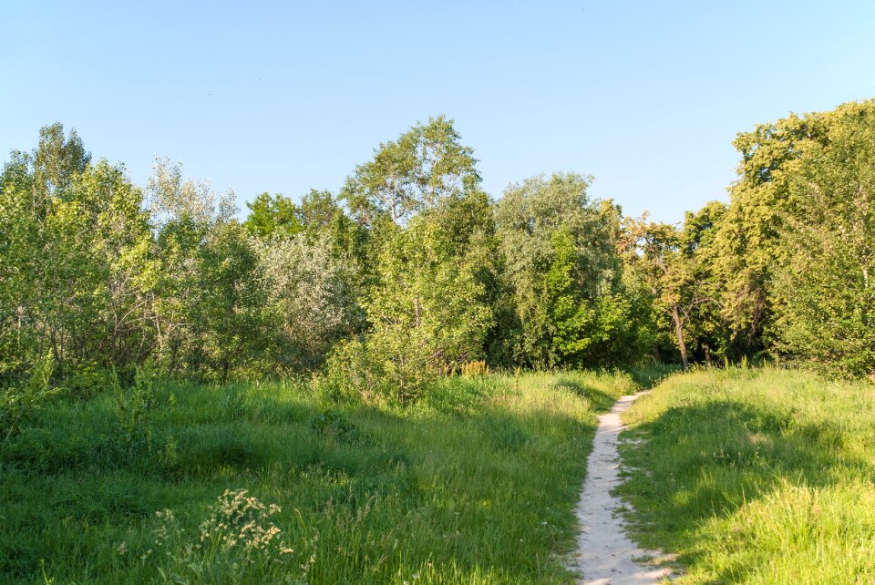 Trees park landscape