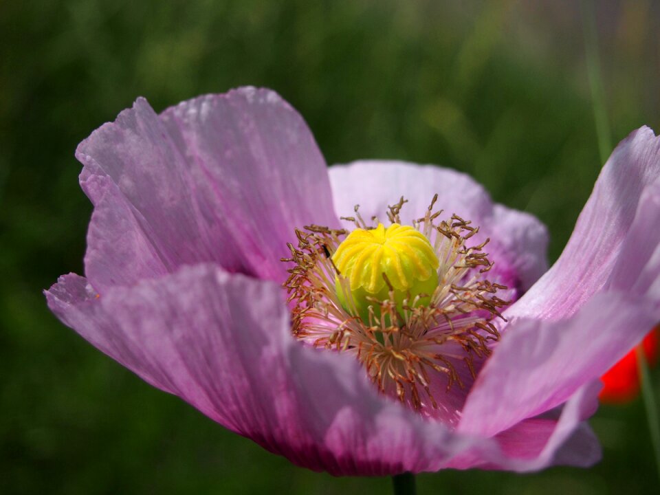 Purple nature plant