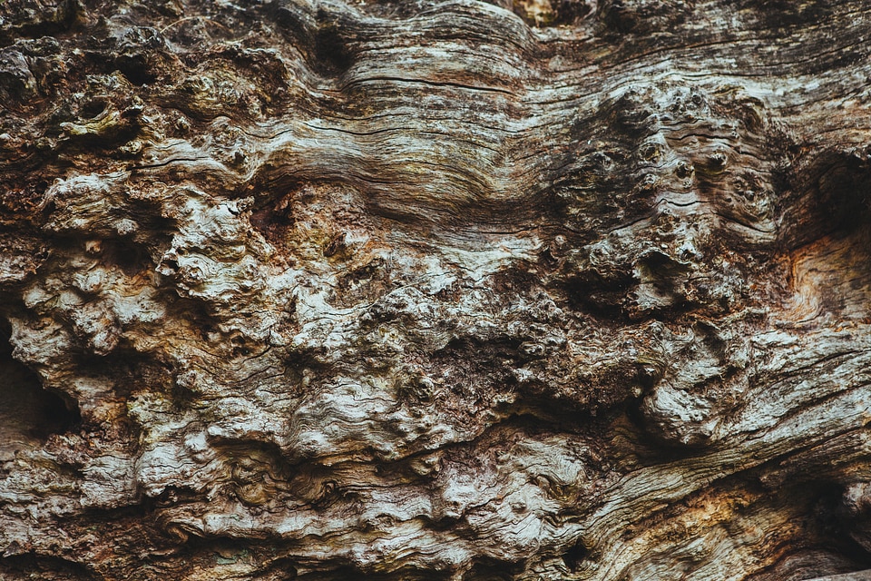 Wood brown nature