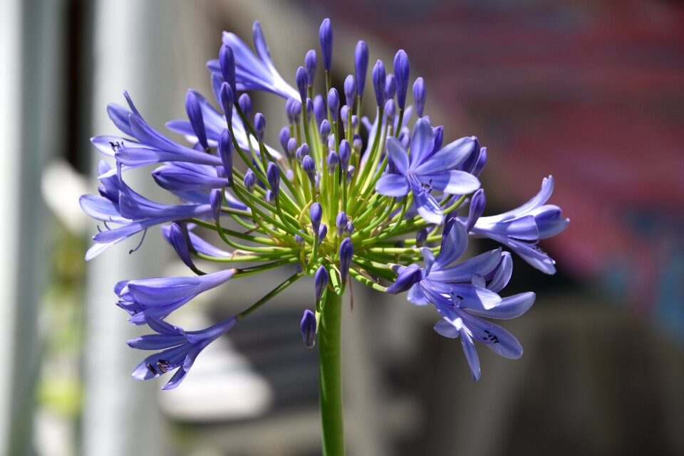 Nature blue flowers garden