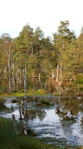 Nature reserve moorland pietz moor