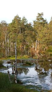 Nature reserve moorland pietz moor photo