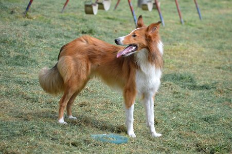 Pet dog pastor