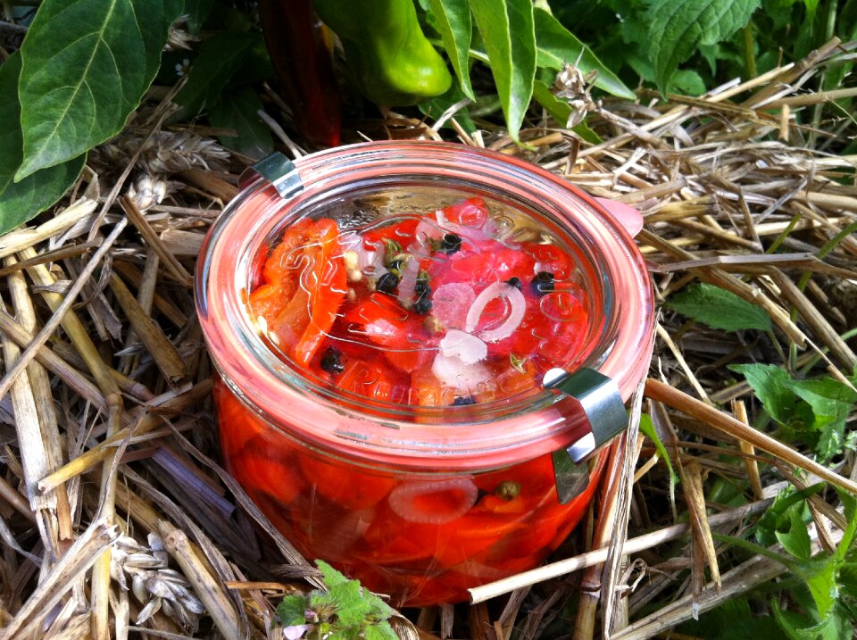 Vegetable garden red peppers food