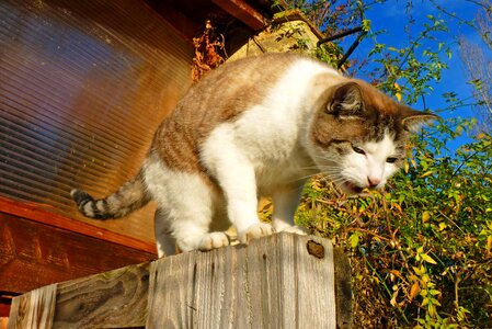 Animal cat eyes garden photo