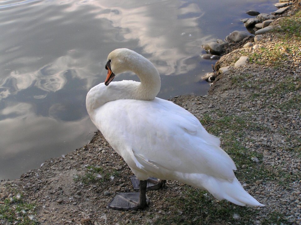 Elegant beautiful one