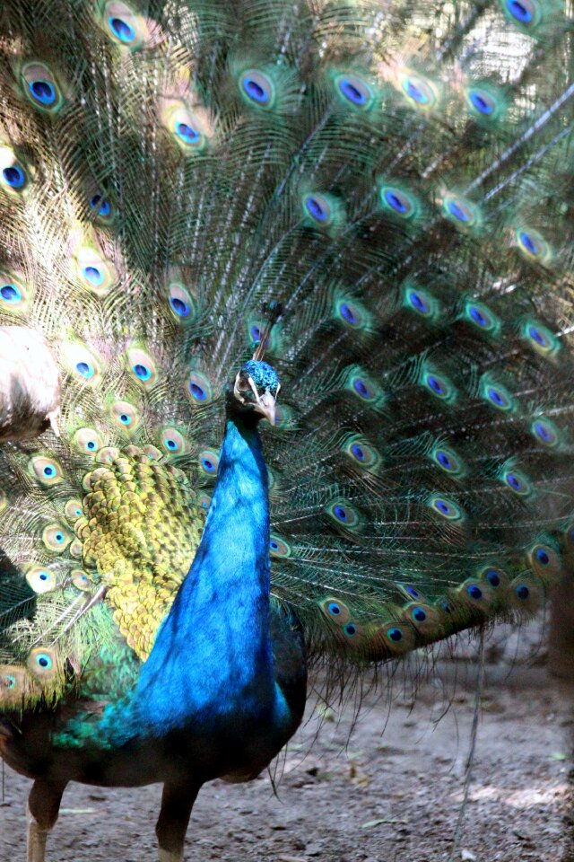 Beauty bird zoo
