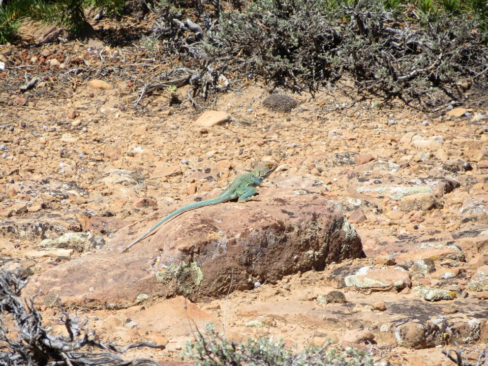 Desert wildlife