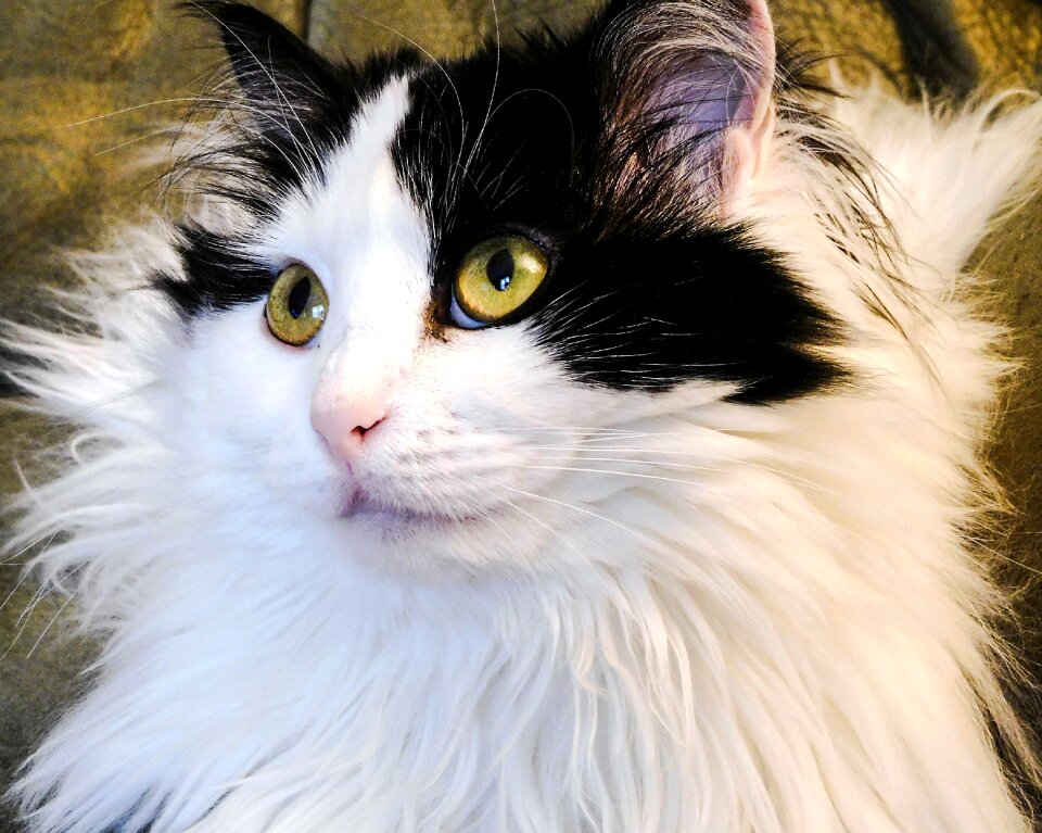 Pet feline adorable