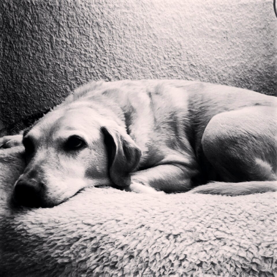 Resting friend sleep