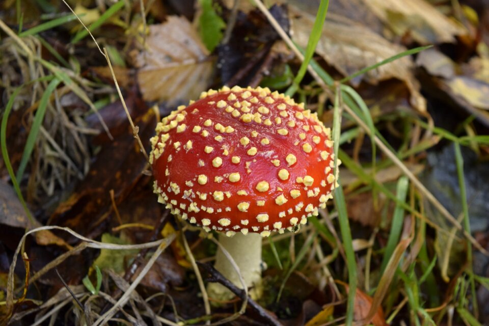 Nature agaric fungus