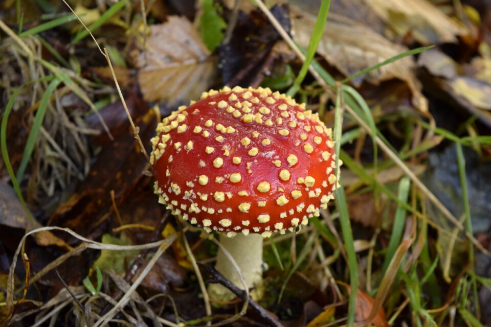 Nature agaric fungus photo