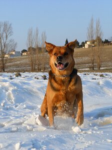 Animals domestic animal doggie