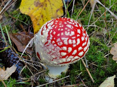 Fruits of the forest nature poisonous