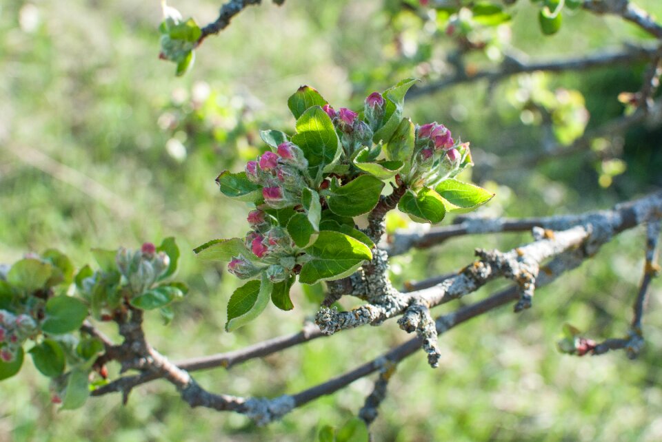 Bloom spring flowering tree