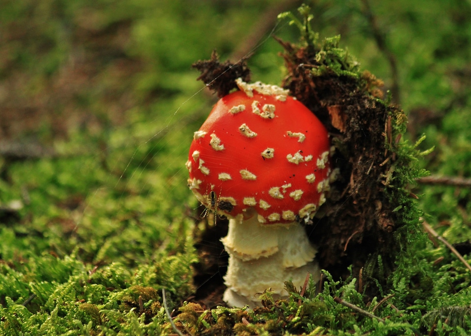 Nature forest autumn