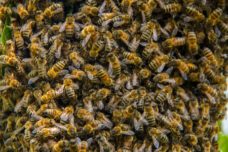 Hive honey bees beekeeping photo