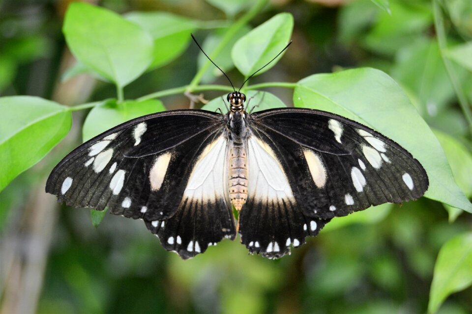 Orange wings insect