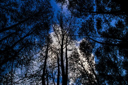 Nature trunk wood