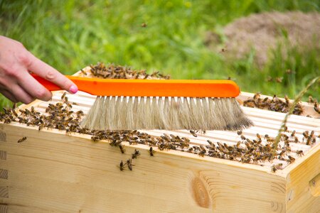 Honey bees beekeeping beehive photo