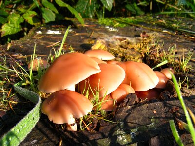 Autumn nature fungi