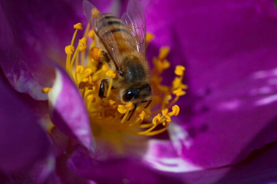 Insect summer pollen