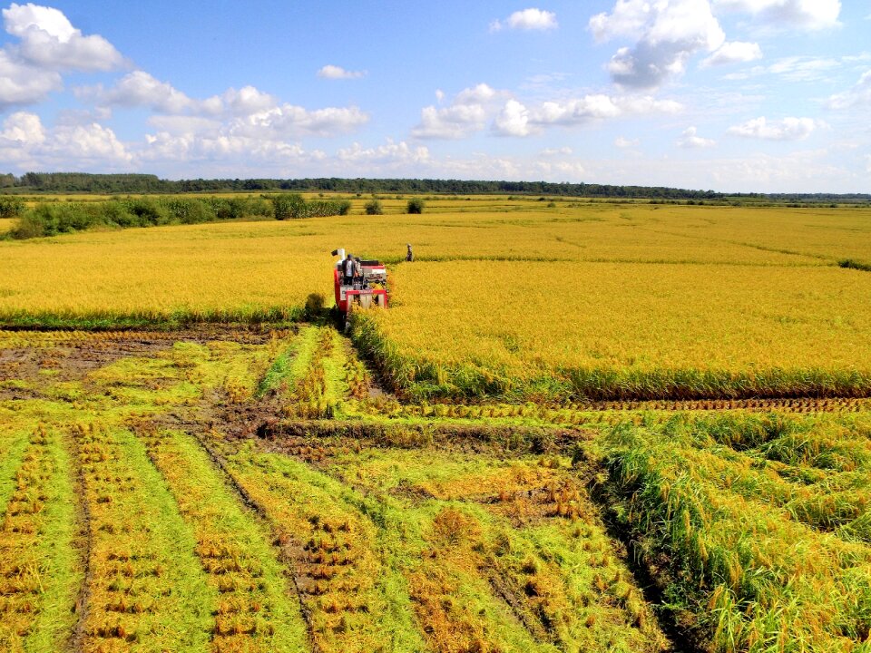 In rice field agriculture china