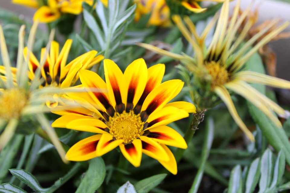 Green natural flower