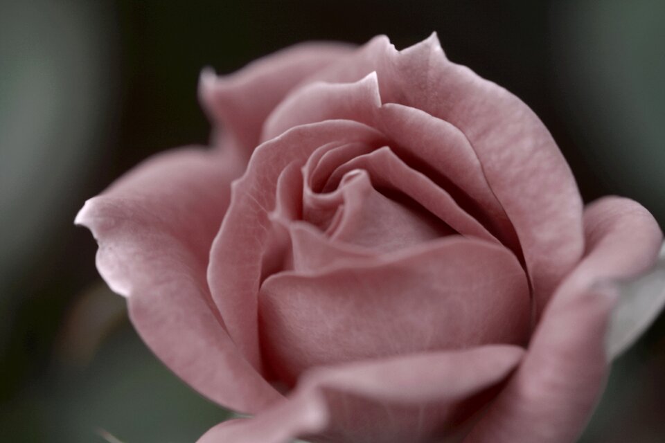 Muted blossom flower