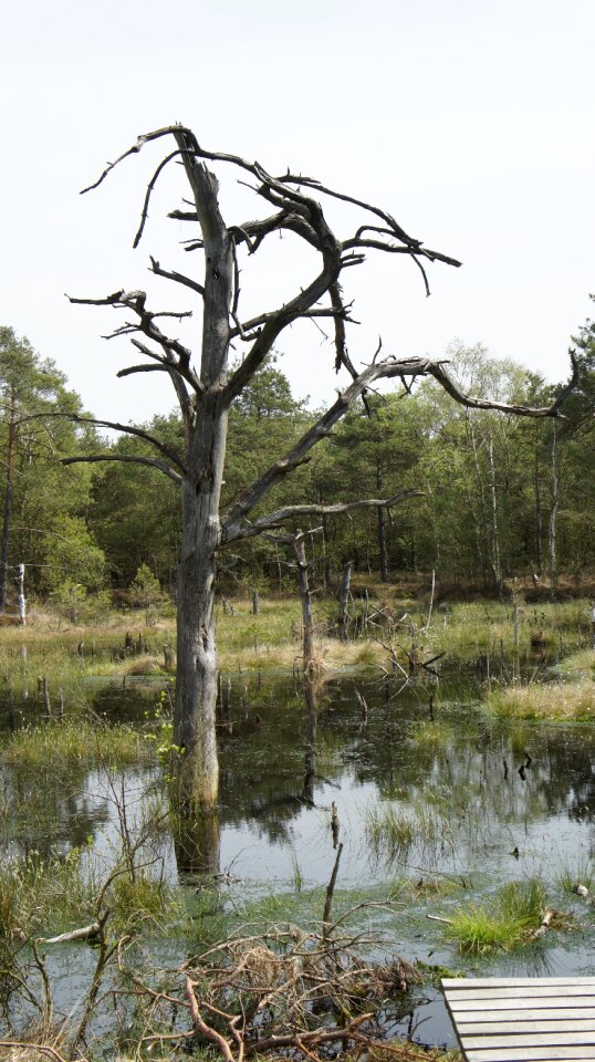 Nature reserve moorland pietz moor