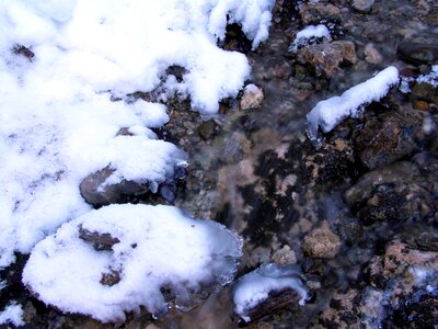 Winter moss cold