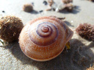 Shell vacations beach