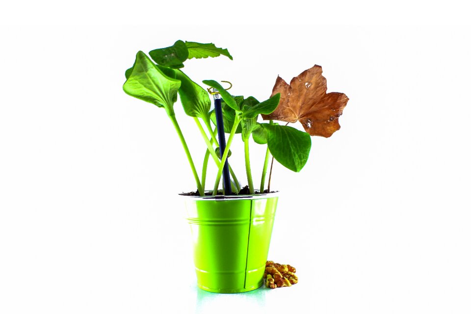 Earth green leaves