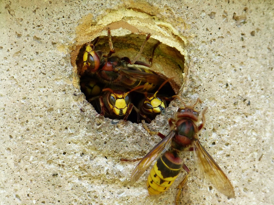 Insect wasp vespidae