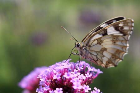Butterfly flower nature photo