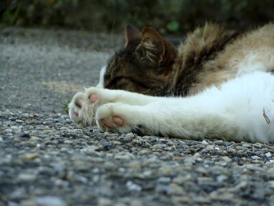 Feline paw lying photo