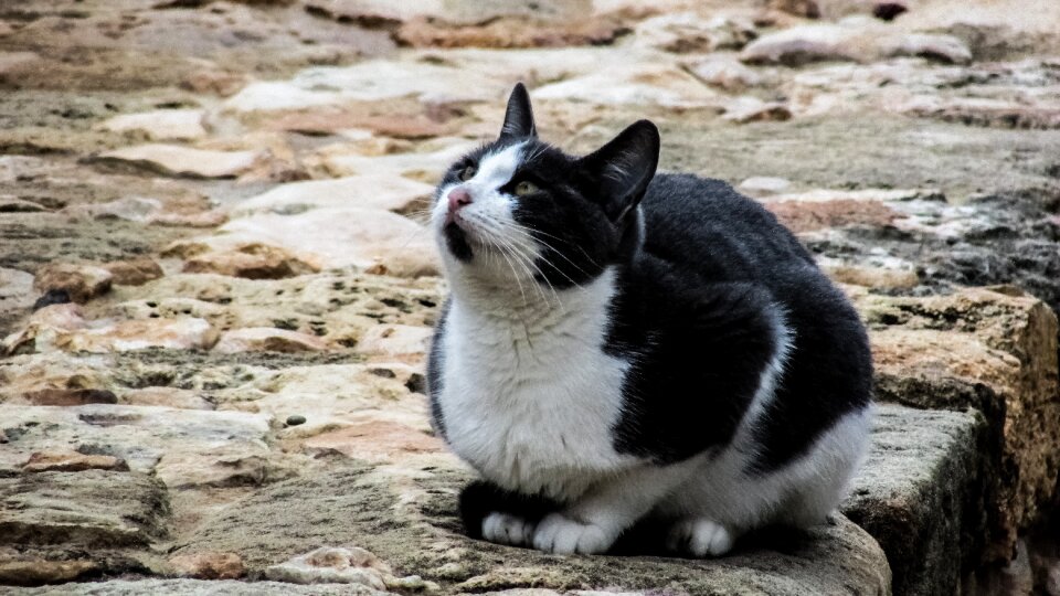 Animal cute looking