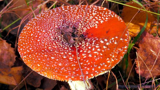 Forest undergrowth foliage