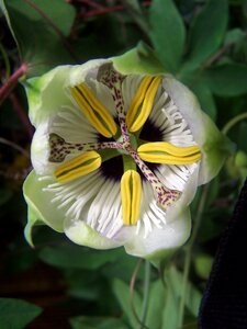 Passiflora creeper hybrid