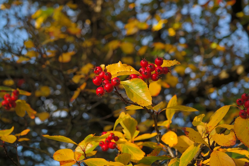 Tree leaves berry red